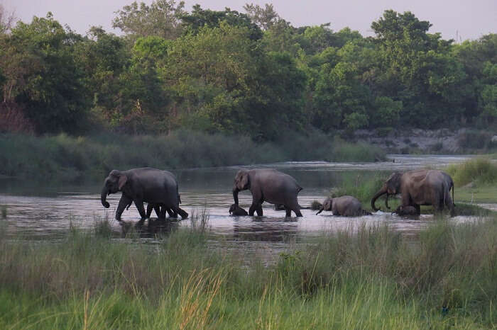 Elephants crossing in Bardia