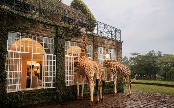 Rothschild Giraffes in Giraffe ManorRothschild Giraffes in Giraffe Manor