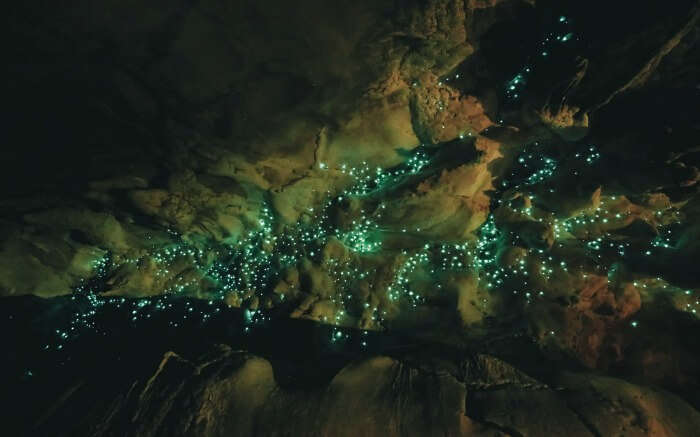 Glowworms inside the Waitomo Caves