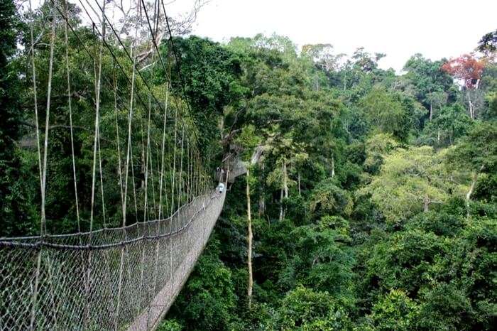 The suspended Canopy  Walk in Ghana