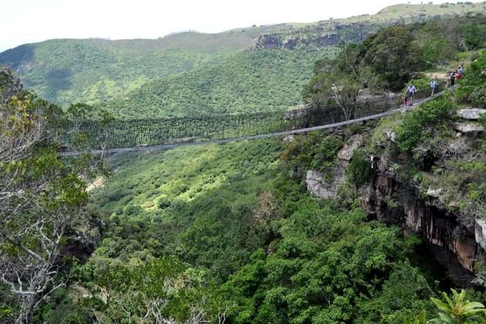 The Oribi Gorge Swing Bridge in South Africa surrounded by dense forest