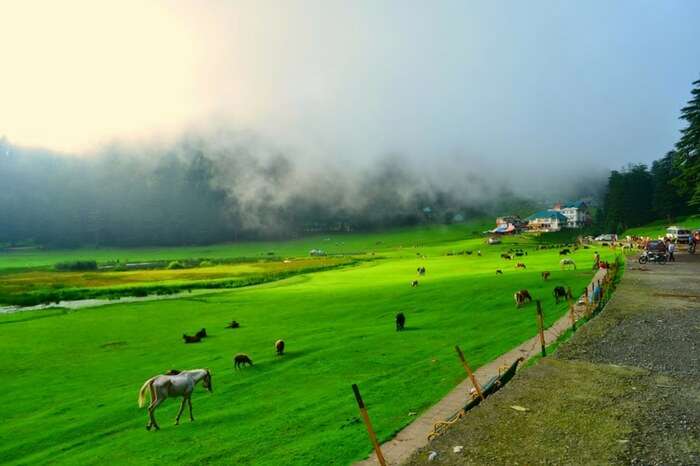 A view of green pasture in Khajjiar in Himachal Pradesh