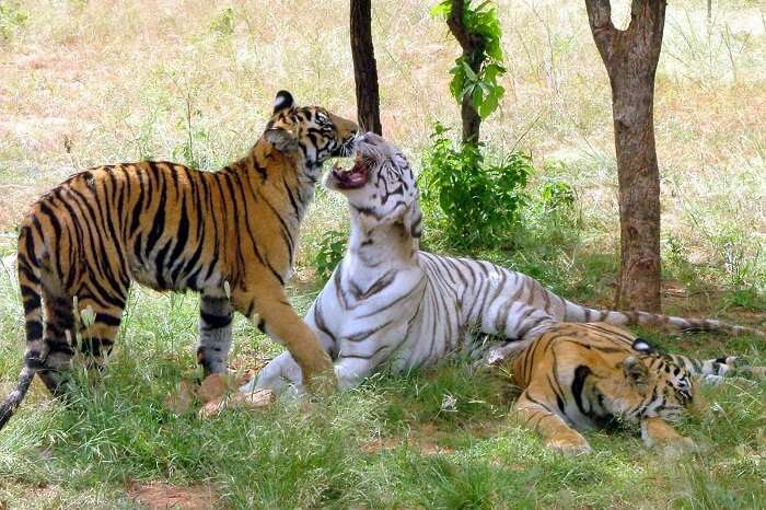 A shot of tigers relaxing at the Van Vihar National Park in Bhopal
