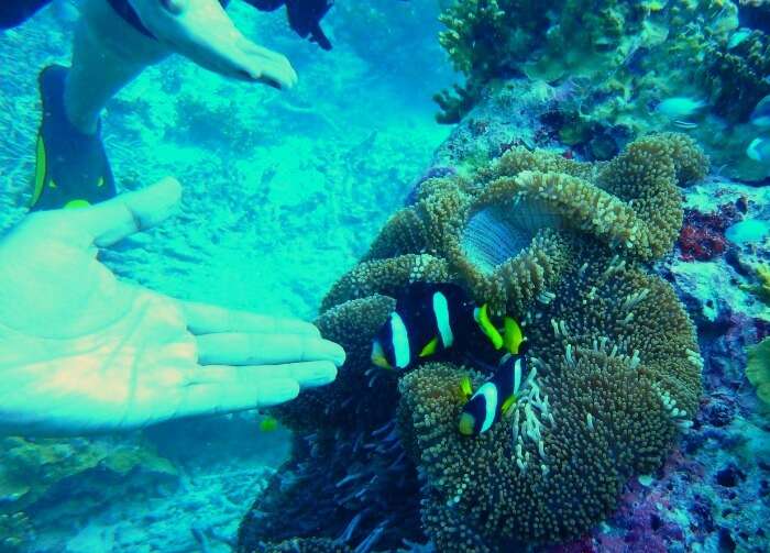 kishor & wife spot clown fish during scuba diving