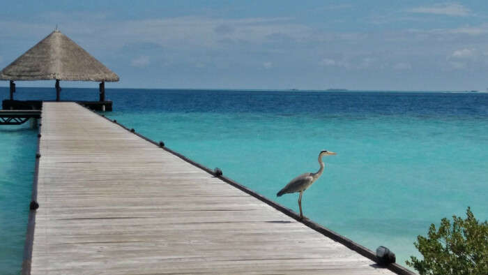 kishor & wife touring the maldives island and spotting water birds