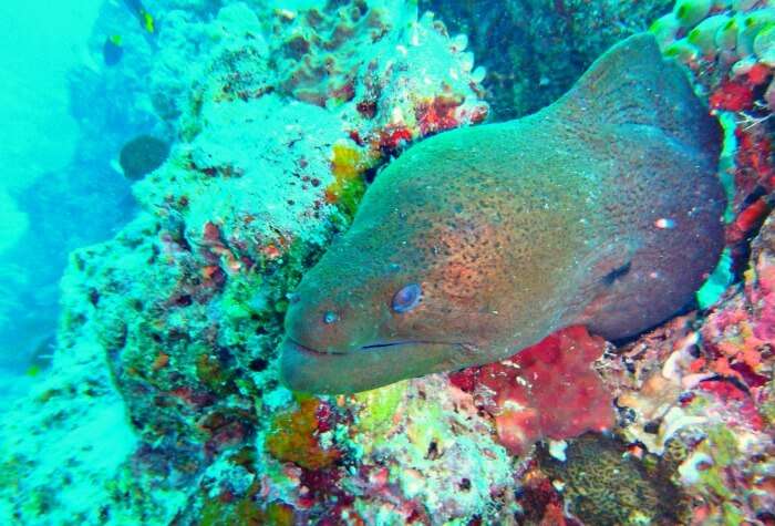 kishor & wife spot eel in corals during scuba diving