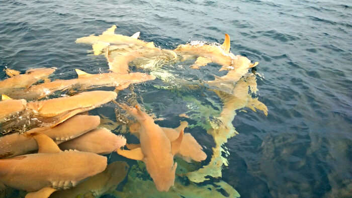 kishor & wife enjoying shark feeding session