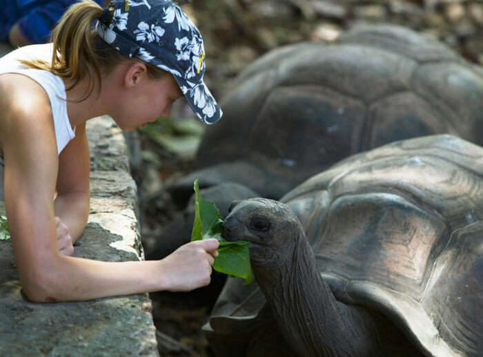 feed tortoises in seychelles