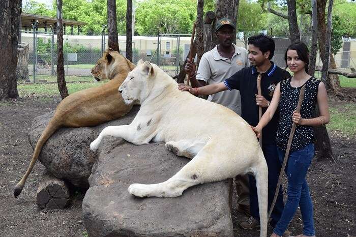 Couple with white lions in Mauritius