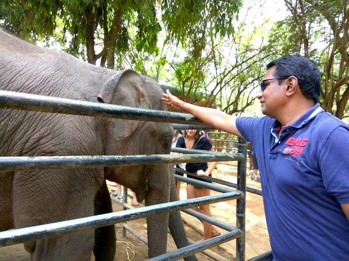 Family enjoying elephant feeding