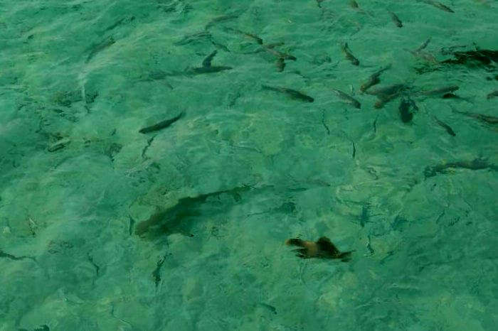 Shark feeding Maldives