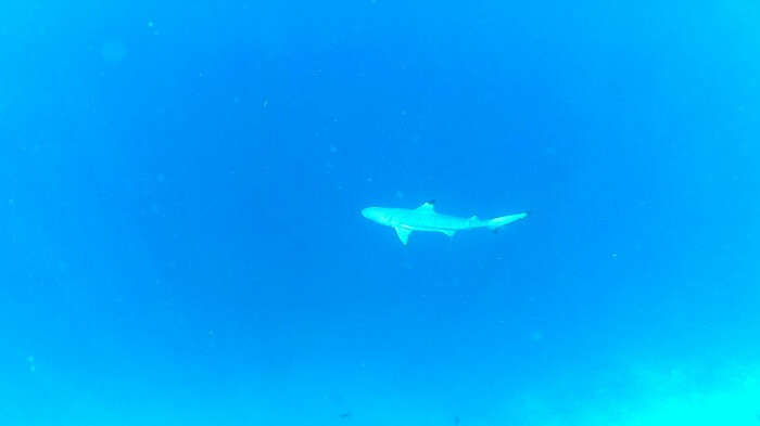 Shark in the ocean of Maldives