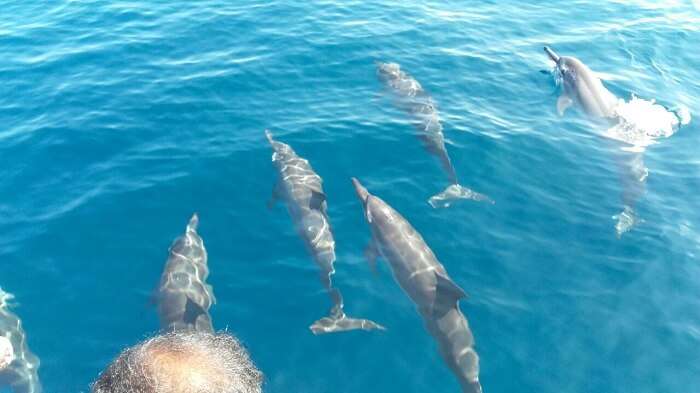Mubashir and his wife spotted many dolphins in maldives