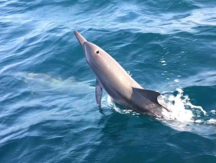Dolphin cruise in maldives