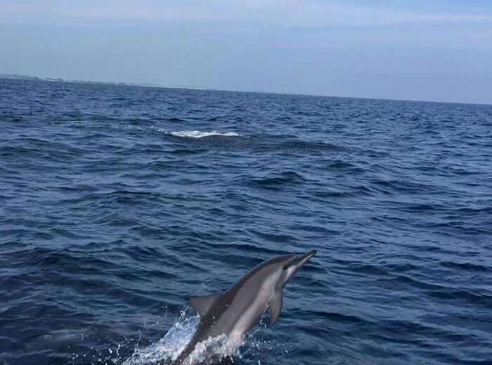 Doplphin spotting in maldives