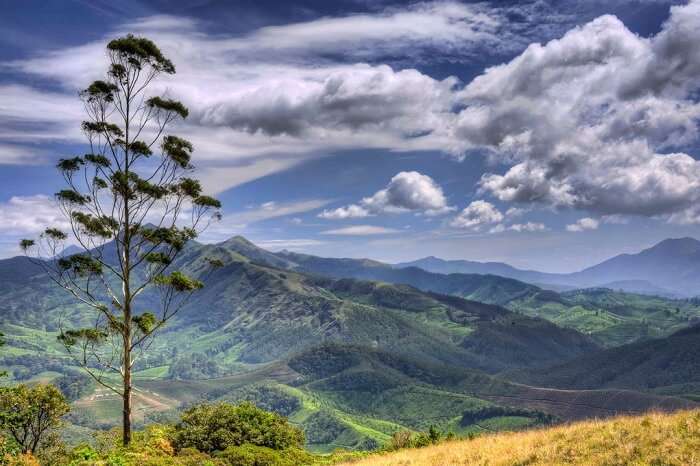 Munnar hills from the top