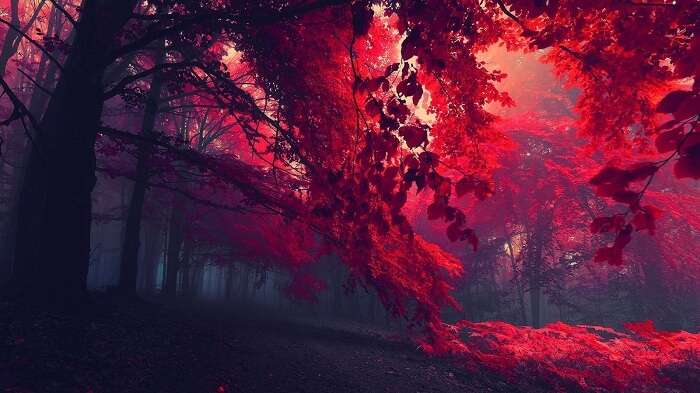 Red Forest Sintra, Portugal