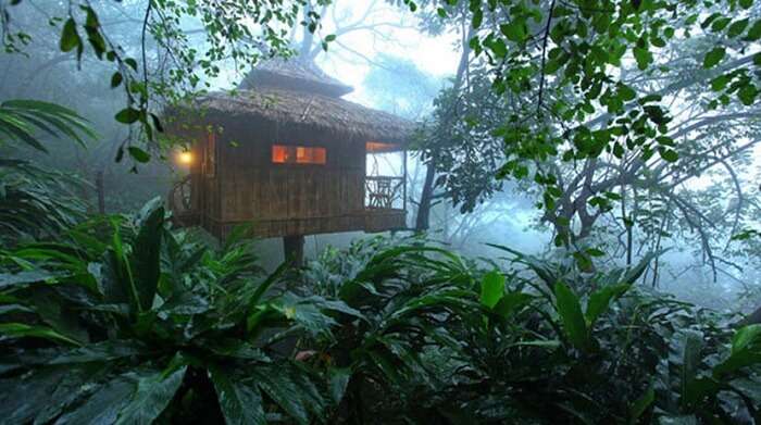 Tree house in Wayanad kerala