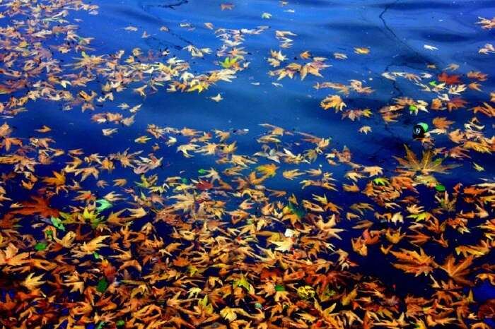 Leaves floating in Dal Lake in autumn