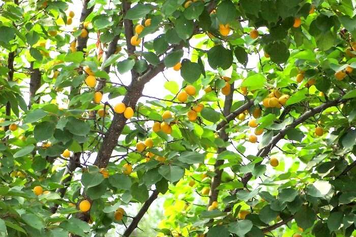 Fruits in Kausani