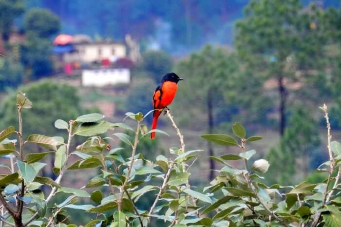 bird watching in Kausani