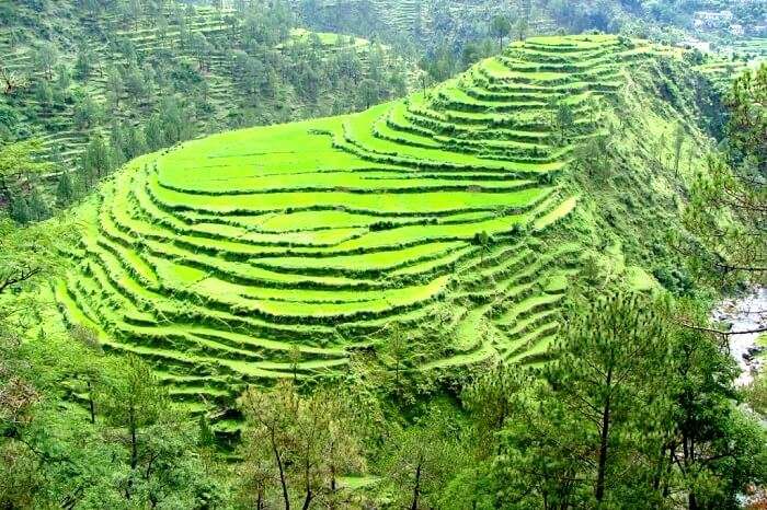 Step farming in Kausani