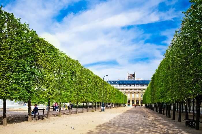 Sculpted trees alley in the garden of Palais Royal in Paris