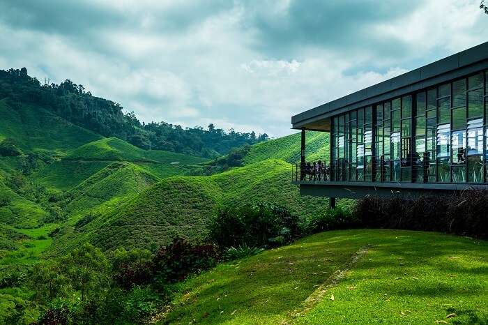 Tea Plantation at the Cameron Highland