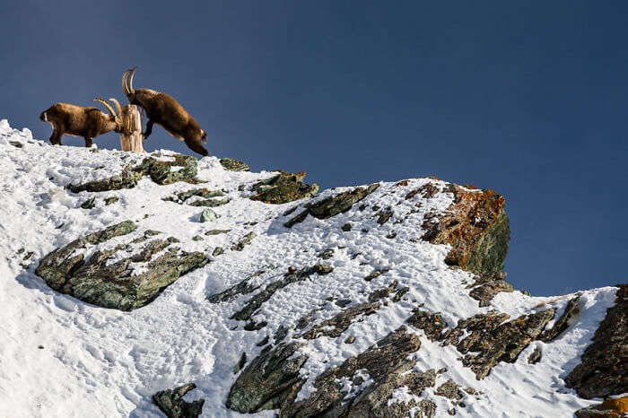 Alpine Ibex Fighting in Zermatt
