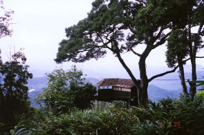 One of the treehouses of Munnar Inn overlooking the valley