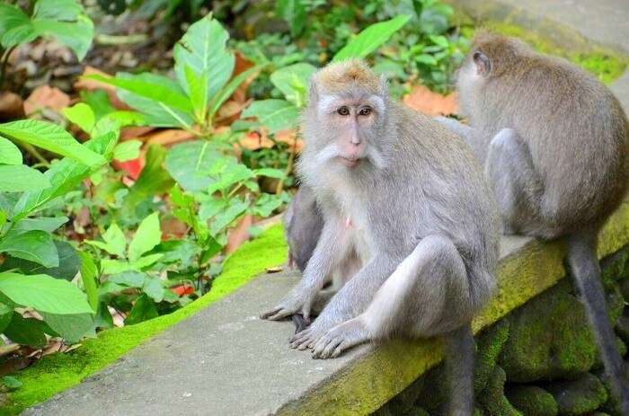 Monkey at the monkey forest in Ubud