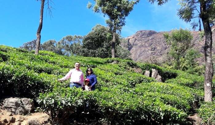 a visit to the beautiful tea plantations of munnar
