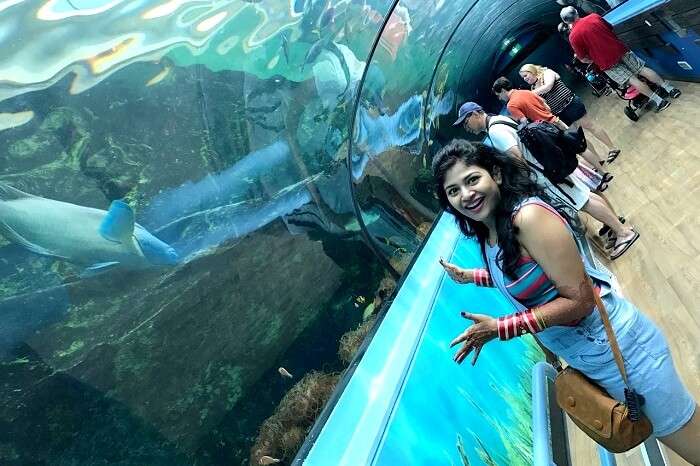 wtching sharks in sydney aquarium