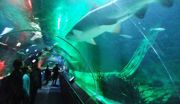 Kelly Tarlton’s Sea Life Aquarium