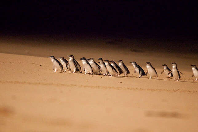 watch Penguin Parade At The Phillip Island
