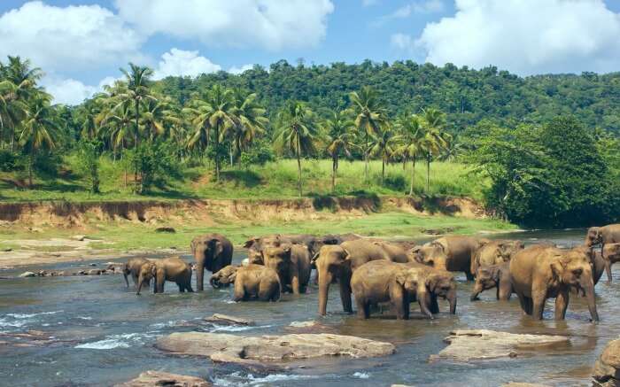 Elephants in Pinnawala Elephant Orphanage