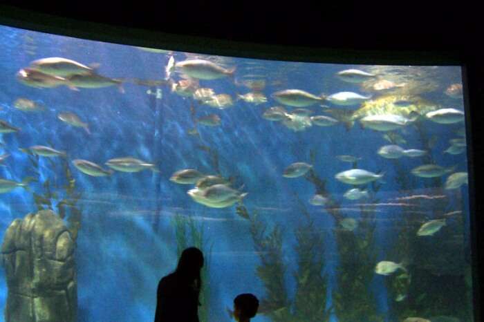 Sea Life Melbourne Aquarium