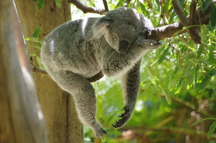 Koala in Taronga Zoo