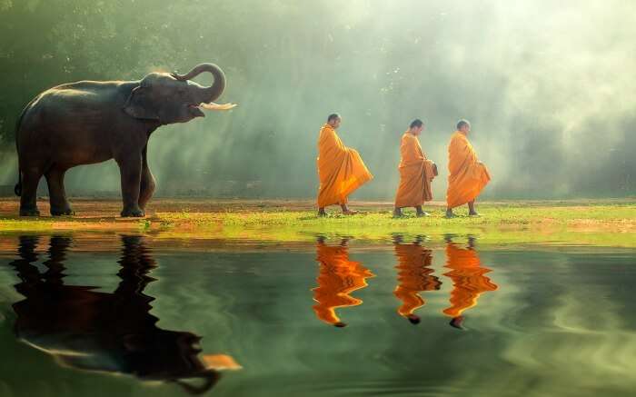 elephant walking behind monks 