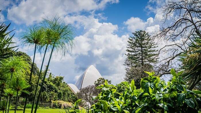 The Royal Botanic Garden Sydney