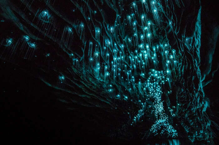 Glowworms lighting up the interiors of Glowworm Caves
