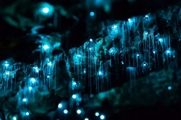 Glowworms in thread shape glowing inside the Glowworm Caves in Waitomo
