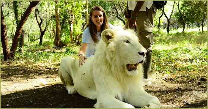 A girl posing with a majestic white lion in casela nature park in Mauritius