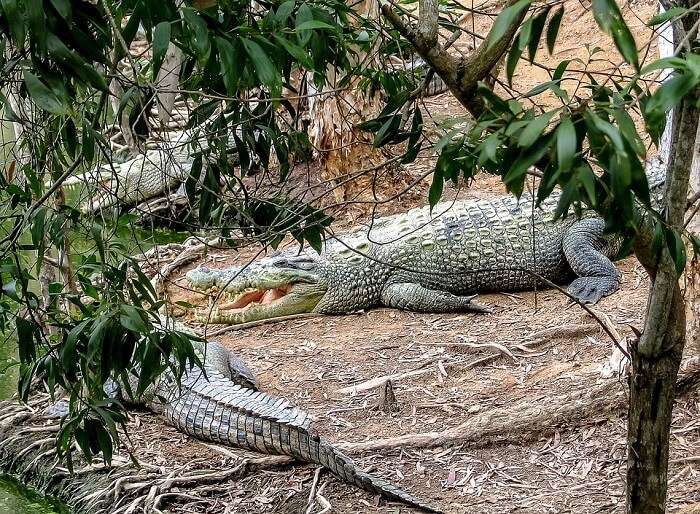 Crocodiles in australia