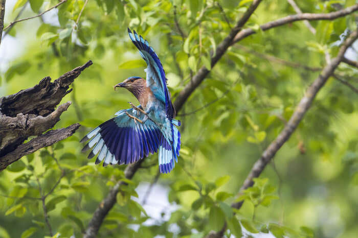 A blue feather bird in Bhutan