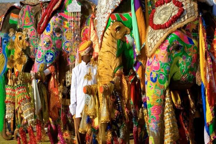 elephants painted for Jaipur elephant festival