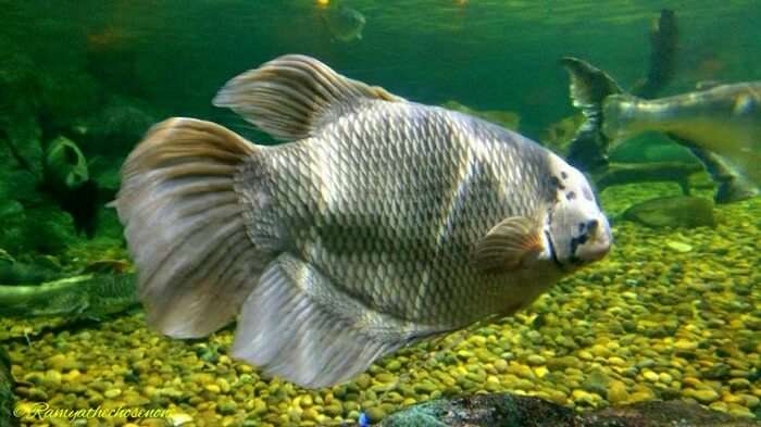 Exotic fishes at the ocean world in Bangkok