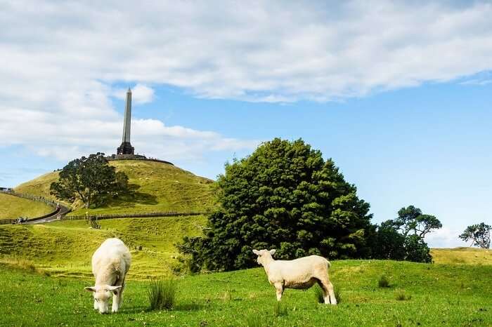 Sheep grazing at the Cornwall Park with One Tree Hill in the backdrop