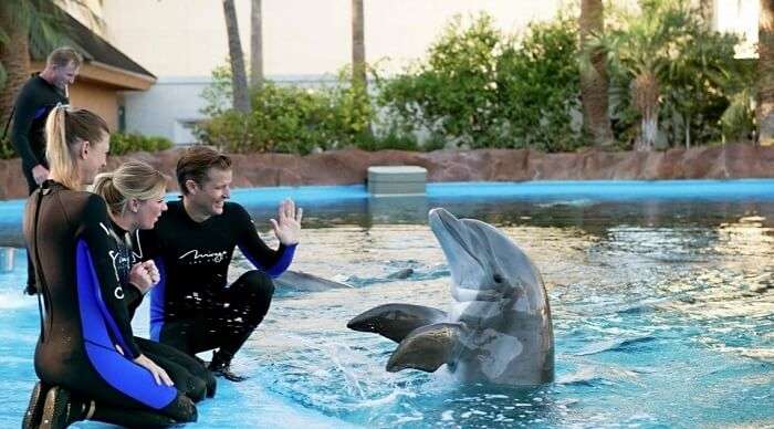 Secret Garden & Dolphin Habitat, Las Vegas