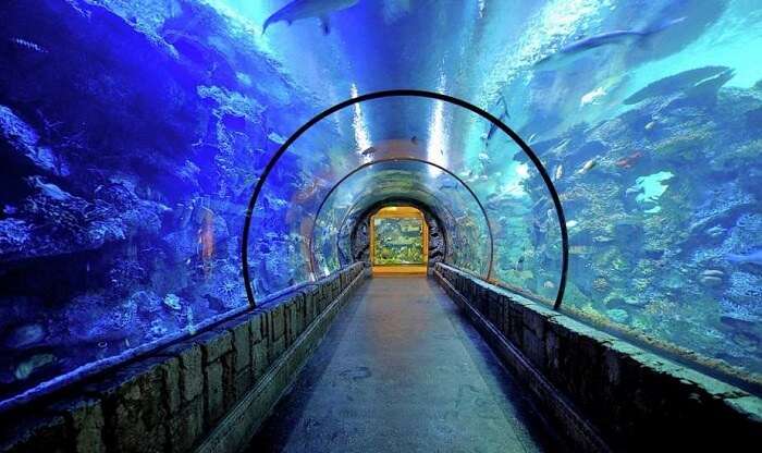 Shark Reef Aquarium Vegas